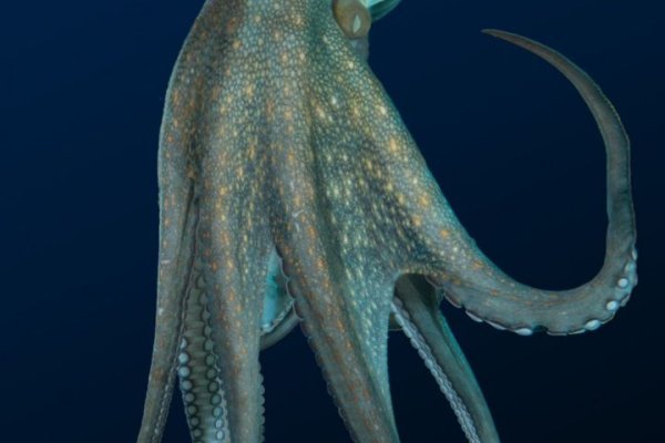 Kraken актуальные ссылки официальный сайт