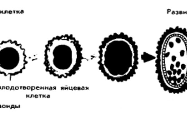 Kra31.cc